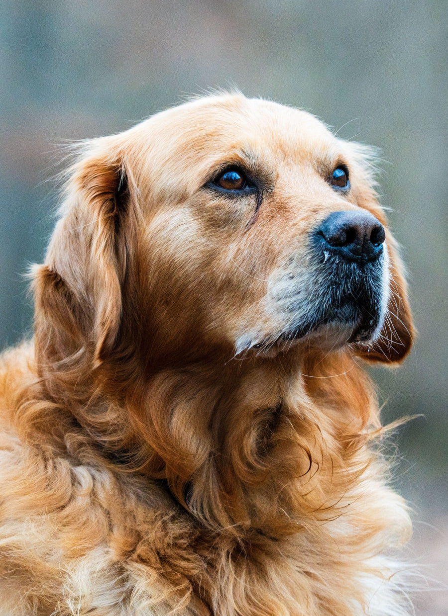 Hunde