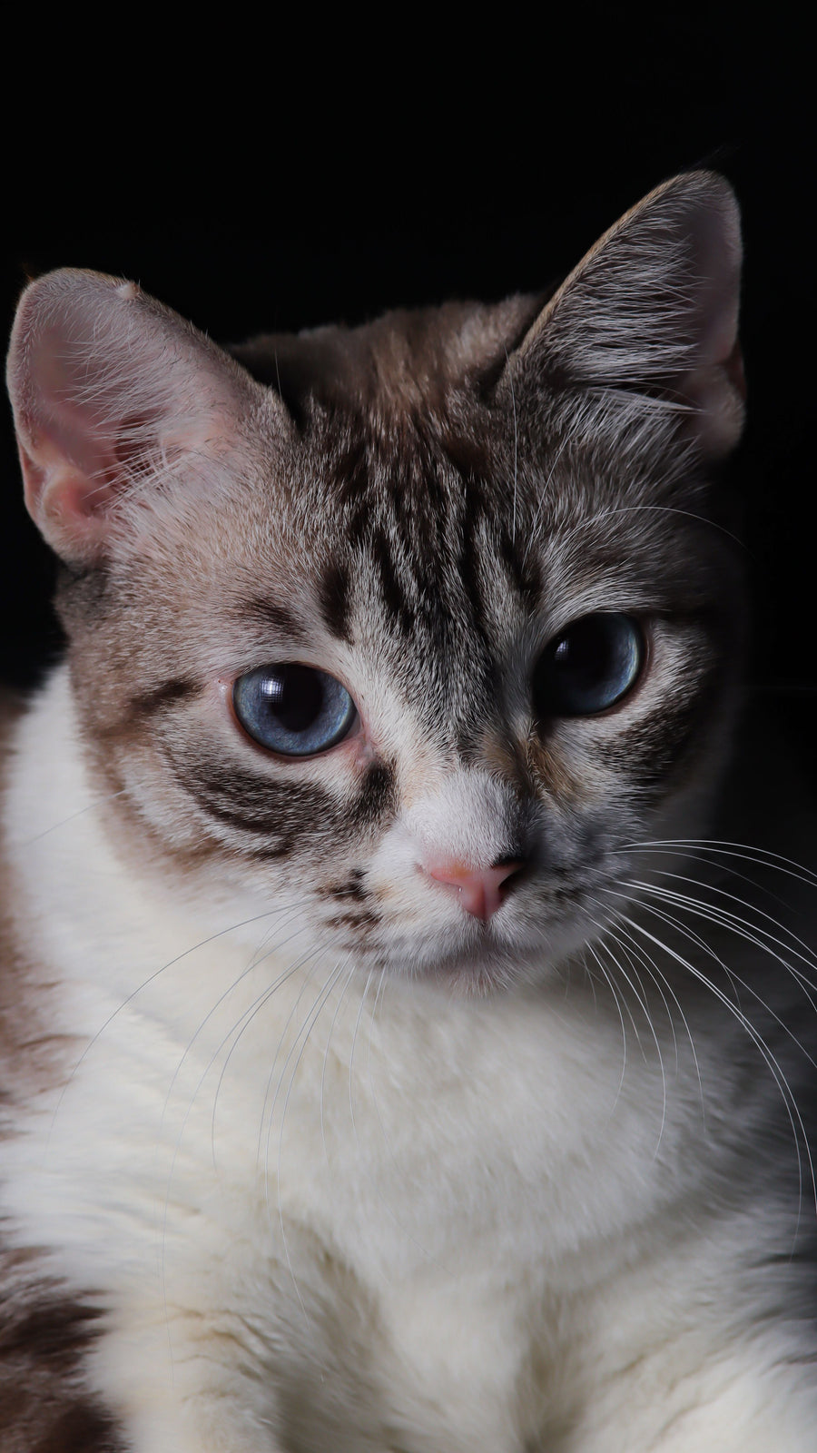 Katzen