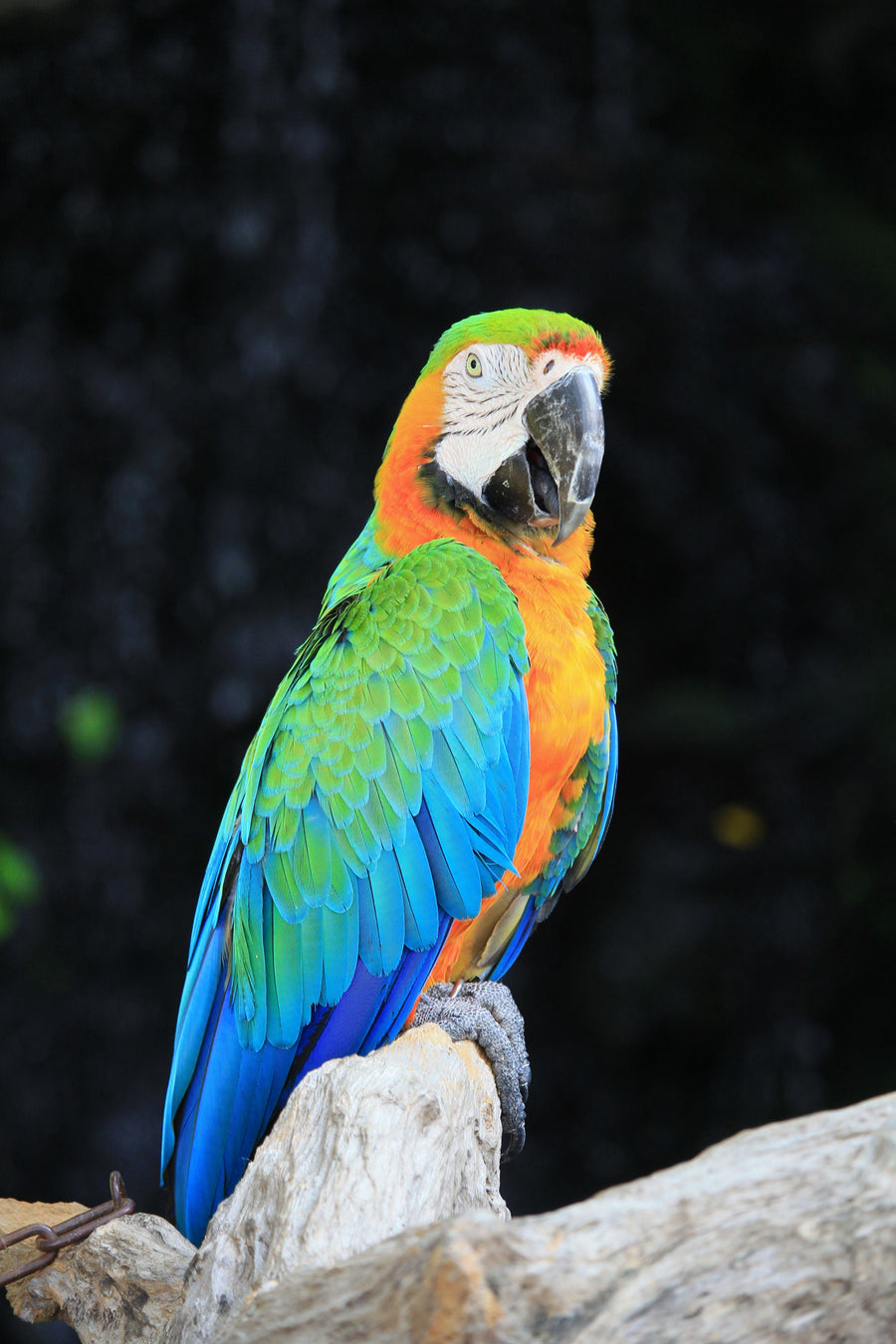Vögel